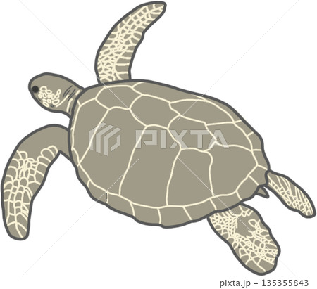 ウミガメ 135355843