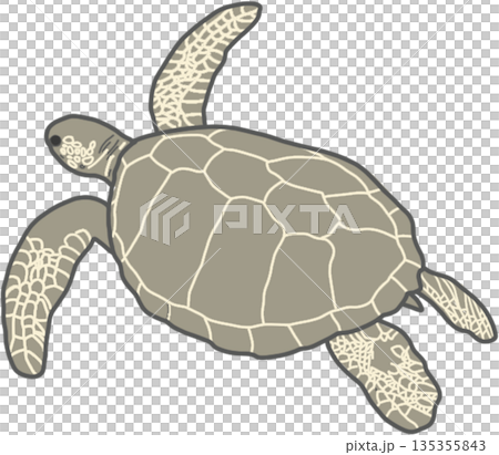 ウミガメ 135355843
