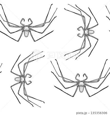 Seamless vector outline pattern with spider. Hand drawn arachnid art print for Halloween, kids activity book, or textile design. Black white creepy daddy long legs spider repeat background. 135356306