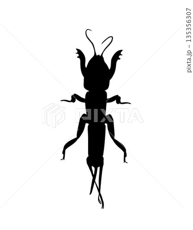 Black silhouette of a mole cricket vector drawing. Underground beetle outline illustration for biology lesson, nature concept. Insect shape of cricket for graphic design element of nature. Digger bug. 135356307