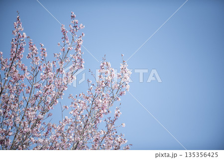 青空に映える桜 135356425