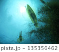 スケルトンなイカたち⓷ 135356462