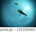 スケルトンなイカたち② 135356463