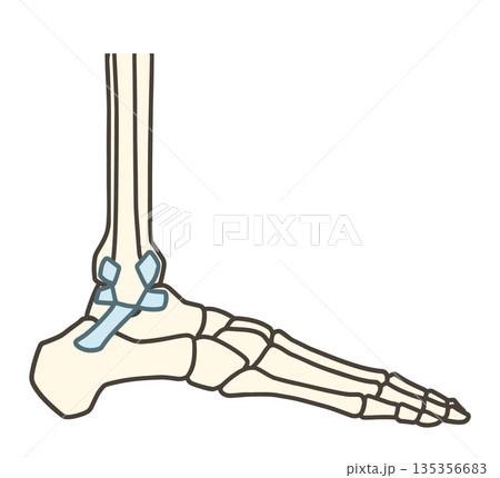 足の外側の骨、足関節と靱帯 135356683