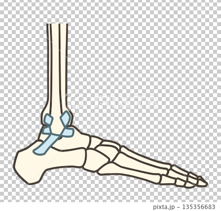 足の外側の骨、足関節と靱帯 135356683