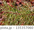Close up of a scots pine branch with vibrant green needles in the forest. 135357060