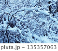 Beautiful winter landscape with thin tree branches covered in fresh white snow. 135357063