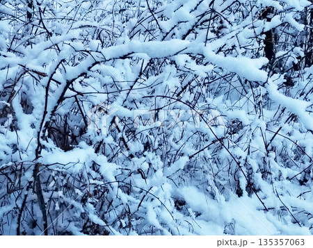 Beautiful winter landscape with thin tree branches covered in fresh white snow. 135357063
