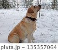 Retriever labrador dog sitting in the white snow in winter forest. 135357064