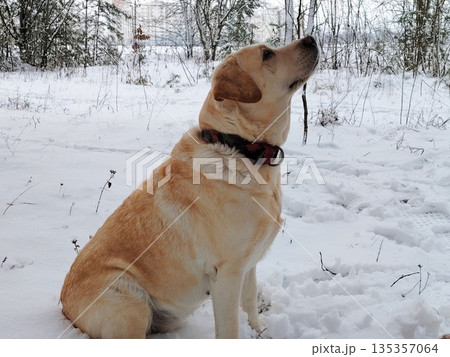 Retriever labrador dog sitting in the white snow in winter forest. Retriever labrador dog sitting in the white snow in winter forest. 135357064