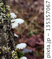 Close up of small white fuzzy mushrooms growing on a mossy tree trunk in a forest. 135357067