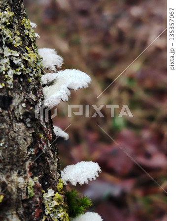 Close up of small white fuzzy mushrooms growing on a mossy tree trunk in a forest. Close up of small white fuzzy mushrooms growing on a mossy tree trunk in a forest. 135357067