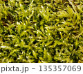 Close up of lush green forest moss texture with intricate soft filaments. 135357069
