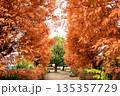 メタセコイアが茂る公園 135357729
