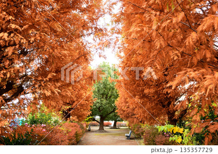 メタセコイアが茂る公園 135357729