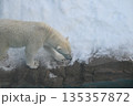 力強く歩くホッキョクグマ（しろくま） 135357872