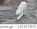 力強く歩くホッキョクグマ（しろくま） 135357873