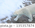 力強く歩くホッキョクグマ（しろくま） 135357874