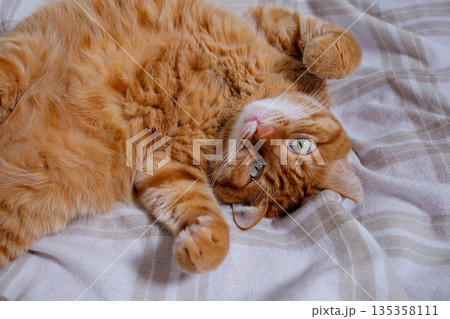 Cute playful orange cat lying on bed at home close up 135358111