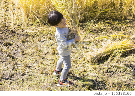 刈った稲の束を持つ男の子 稲刈りイメージ 刈った稲の束を持つ男の子 稲刈りイメージ 135358166