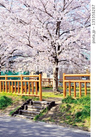 郷南公園の桜(蕨市) 郷南公園の桜(蕨市) 135358287
