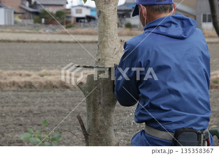 クスノキ　フクラモチの切り倒し 135358367