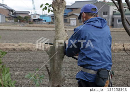 クスノキ フクラモチの切り倒し クスノキ フクラモチの切り倒し 135358368