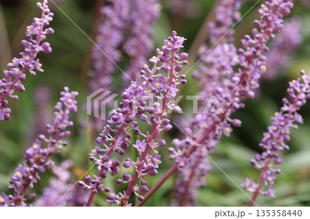 ヤブランの黄色い花 135358440