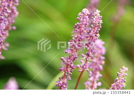 ヤブランの黄色い花 135358441