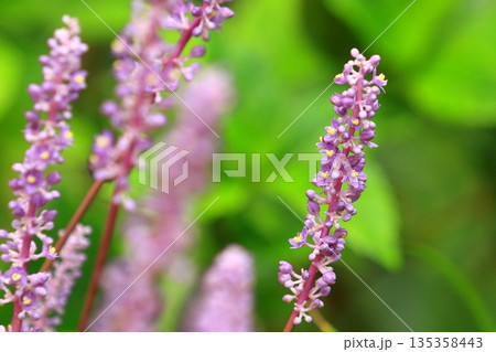 ヤブランの黄色い花 135358443