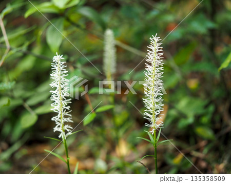 サラシナショウマのある風景 135358509