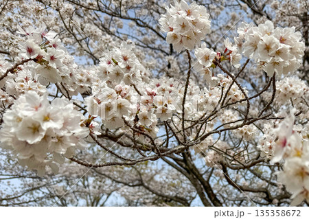 春の青空に映える満開の桜 135358672