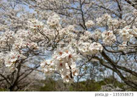 春の青空に映える満開の桜 春の青空に映える満開の桜 135358673
