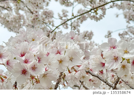 春の青空に映える満開の桜 春の青空に映える満開の桜 135358674