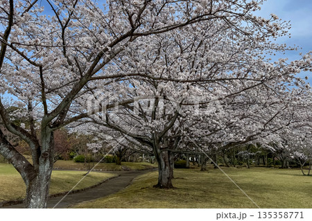 別府南立石公園の桜並木 別府南立石公園の桜並木 135358771