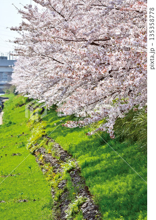 笹目川の桜（さいたま市南区） 135358778