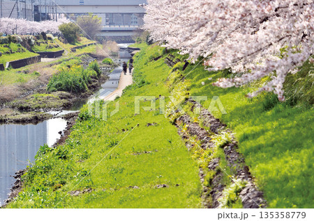 笹目川の桜（さいたま市南区） 135358779