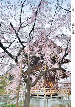 三学院の桜(蕨市) 三学院の桜(蕨市) 135358792