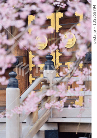 三学院の桜(蕨市) 三学院の桜(蕨市) 135358794