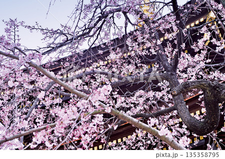 三学院の桜（蕨市） 135358795