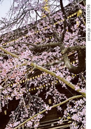 三学院の桜（蕨市） 135358796