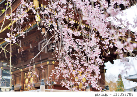 三学院の桜（蕨市） 135358799