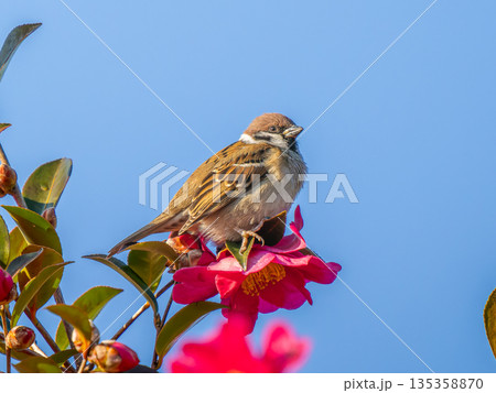 花にとまるスズメ 花にとまるスズメ 135358870