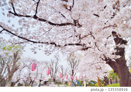 春日公園（蕨市） 135358916