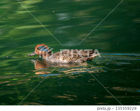 池を泳ぐコガモ 135359229