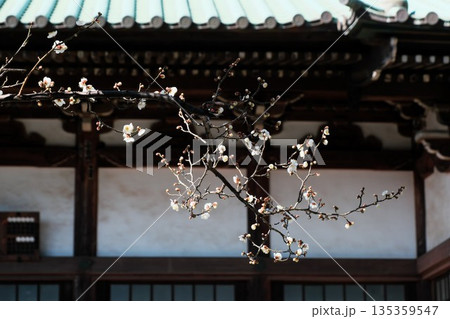 ほころび始めた遊行寺の白梅 135359547