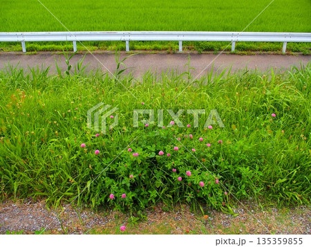 アカツメクサ咲く夏の放水路土手から見る農道と青田風景 アカツメクサ咲く夏の放水路土手から見る農道と青田風景 135359855