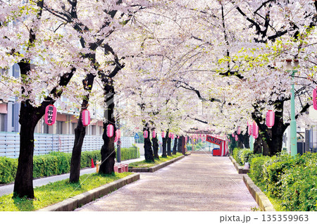 南町桜並木（蕨市） 135359963
