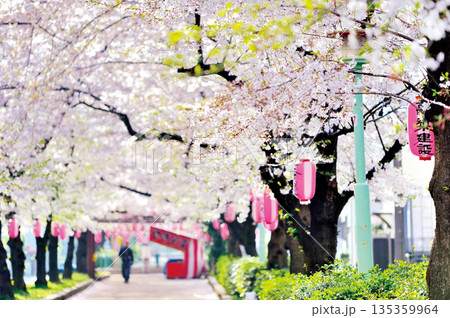 南町桜並木（蕨市） 135359964