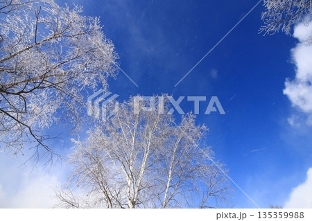 青空と樹氷　霧氷　コピースペースが大きめ 135359988